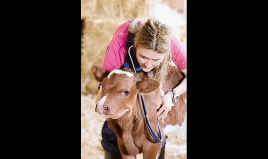 Female livestock veterinarian examines calf