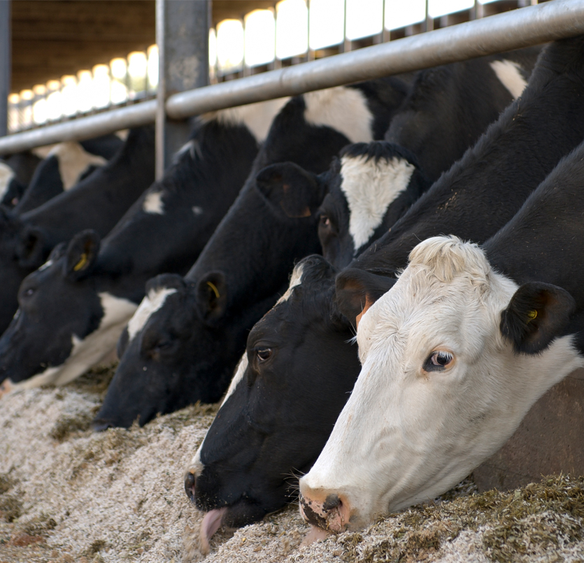 Dairy cows eating