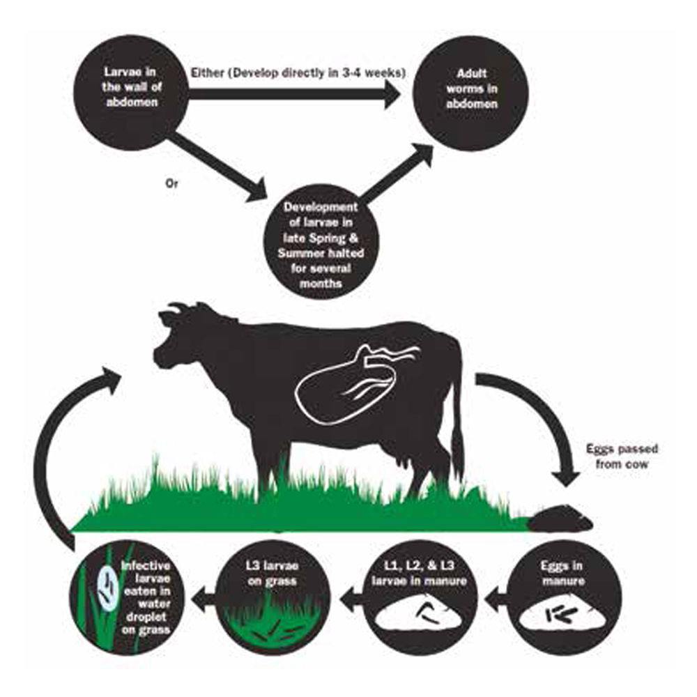 DewormersforBeefandDairyCattle2