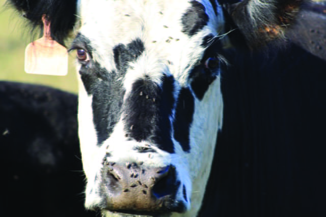 Pastured Face Flies